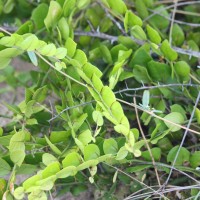 Capparis rotundifolia Rottler